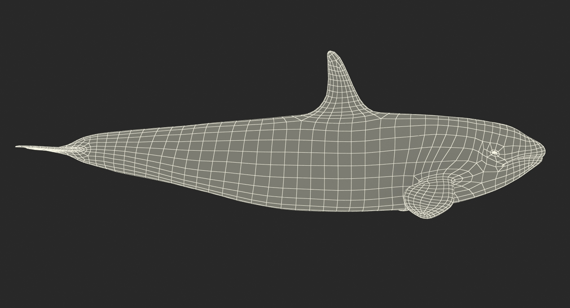 killer whale rigged 3D model https://p.turbosquid.com/ts-thumb/US/r92LP7/wSpPwxmH/killer_whale_rigged_361/jpg/1511105997/1920x1080/turn_fit_q99/287e5eee941914a55112165e151f2b99c4656a2d/killer_whale_rigged_361-1.jpg