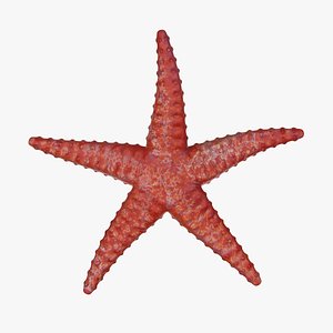 Starfish1