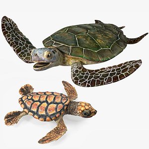 Sea Turtle with Baby Turtle Rigged for Maya Collection