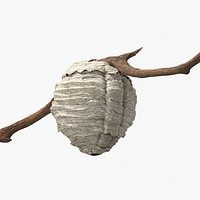 Hanging Wasp Nest Attached to Tree Branch