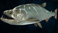 Payara Vampire Fish