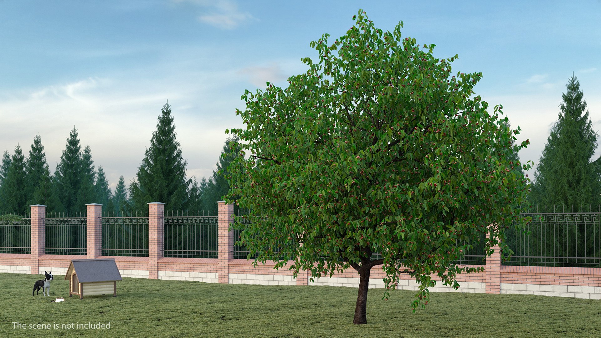 Cherry Tree with Cherries 3D model preview