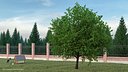 Cherry Tree with Cherries
