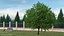 Cherry Tree Collection