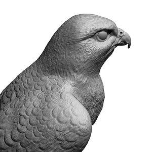 3d falcon bird basic shape