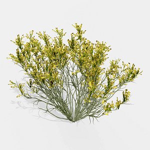 3D plant broom snakeweed model