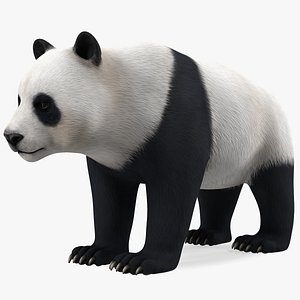 Giant Panda Rigged 3D model