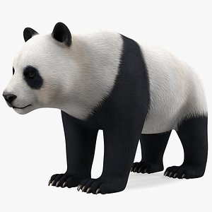 Giant Panda Rigged