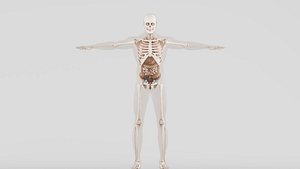 3D model Human Respiratory System