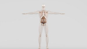 Human Respiratory System