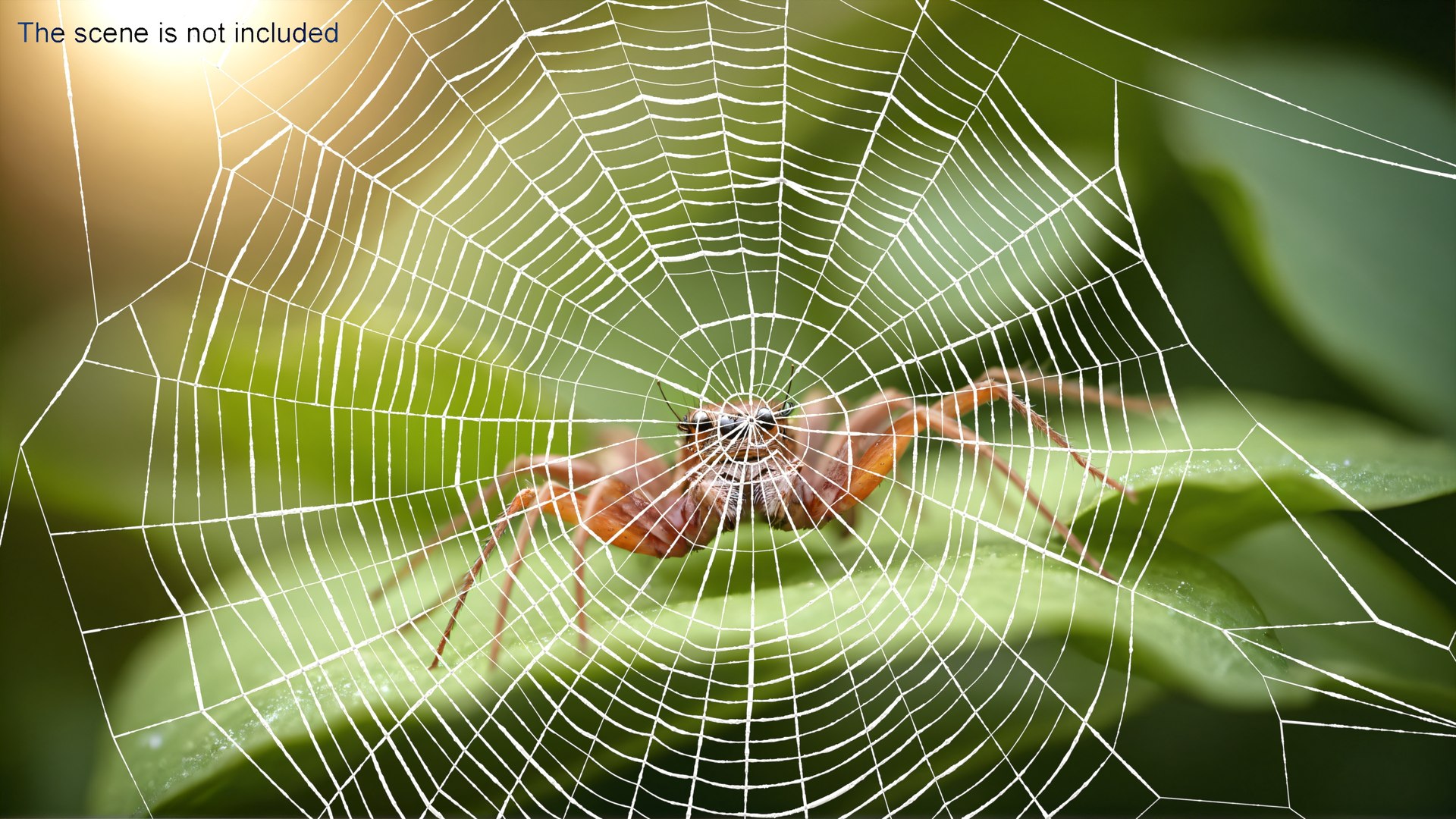 3D Round Spider Web Model - TurboSquid 2206787