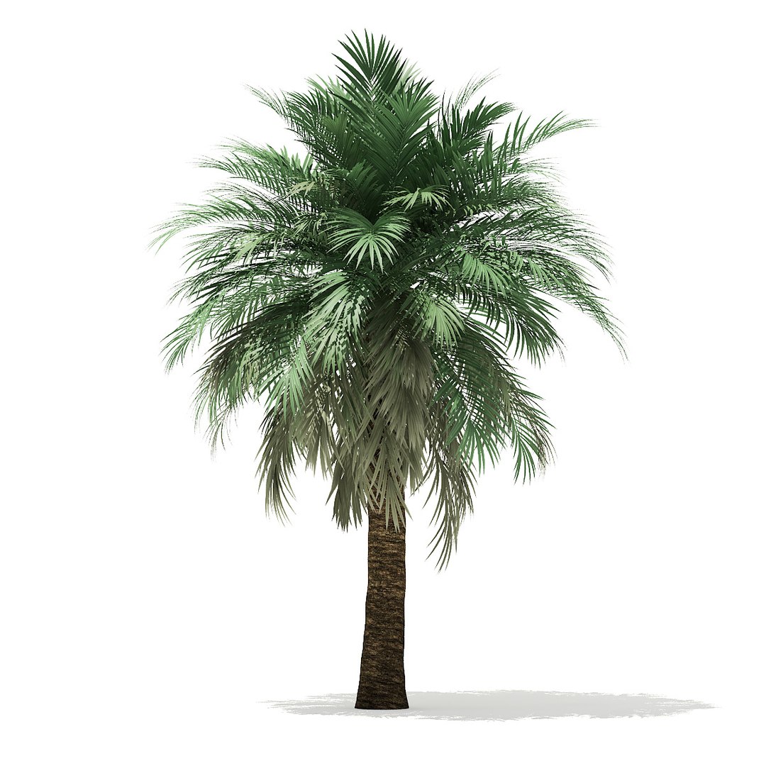 3D butia palm tree 5 https://p.turbosquid.com/ts-thumb/UT/PX2TMi/ZKLW5UPv/cgaxis_models_110_0303/jpg/1544282608/1920x1080/fit_q87/bd6b530e567fec5a523e8c227dbf027411ccb8ef/cgaxis_models_110_0303.jpg