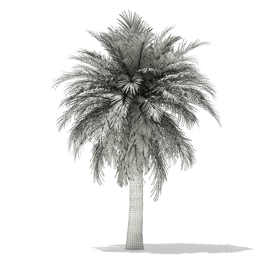 3D butia palm tree 5 https://p.turbosquid.com/ts-thumb/UT/PX2TMi/b6e0akmT/cgaxis_models_110_0303_grid/jpg/1544282608/1920x1080/fit_q87/1baf84a666455ac5ceb0d69f637b0425547c5c52/cgaxis_models_110_0303_grid.jpg