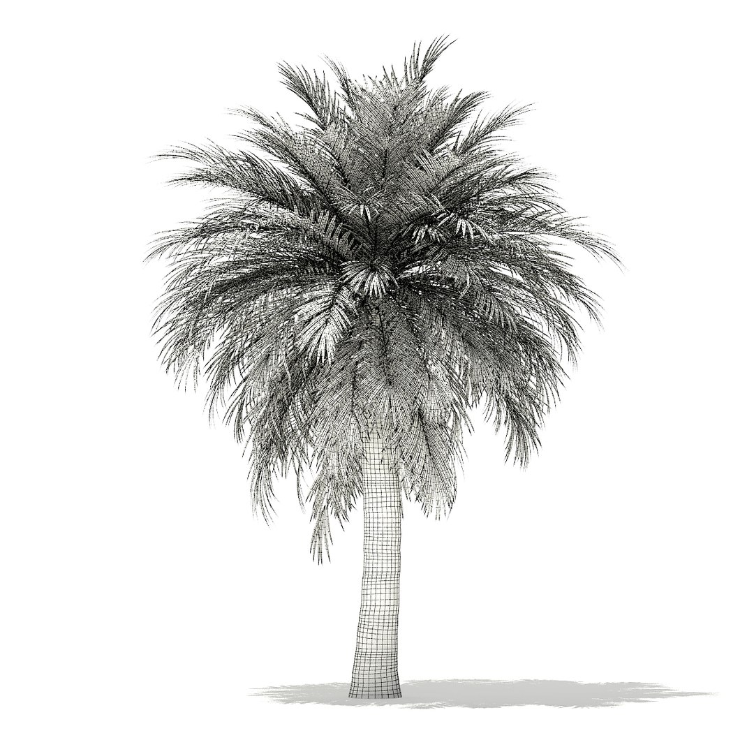 3D butia palm tree 5 https://p.turbosquid.com/ts-thumb/UT/PX2TMi/u4549mov/cgaxis_models_110_0302_grid/jpg/1544282608/1920x1080/fit_q87/bc645340484cd1e94b88f1467f8829de83cd59f8/cgaxis_models_110_0302_grid.jpg
