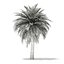 Butia Palm Tree 3D Model 5.2m