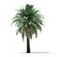 Butia Palm Tree 3D Model 5.2m