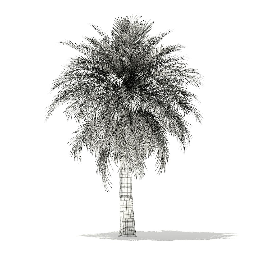 3D butia palm tree 5 https://p.turbosquid.com/ts-thumb/UT/PX2TMi/wynYNxGT/cgaxis_models_110_0301_grid/jpg/1544282608/1920x1080/fit_q87/90b5dba3975dd50e4b8a53727ec9422aef0facfa/cgaxis_models_110_0301_grid.jpg