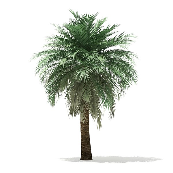 3D butia palm tree 5