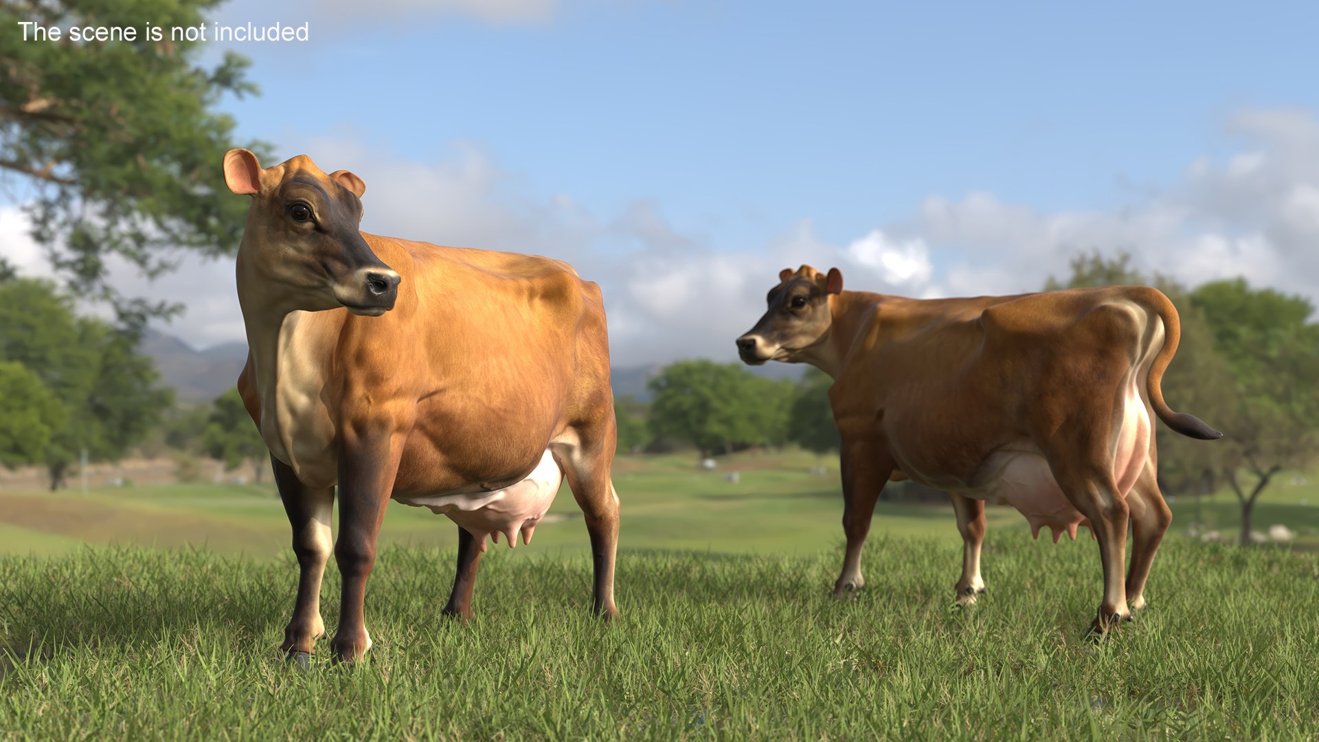 Channel Island Cow Brown model https://p.turbosquid.com/ts-thumb/UT/aety1E/DM/channel_island_cow_brown_005/jpg/1732214469/1920x1080/fit_q87/a520b2071e97e360dc82e9c1879e5d159971e79c/channel_island_cow_brown_005.jpg
