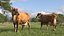 Channel Island Cow Brown