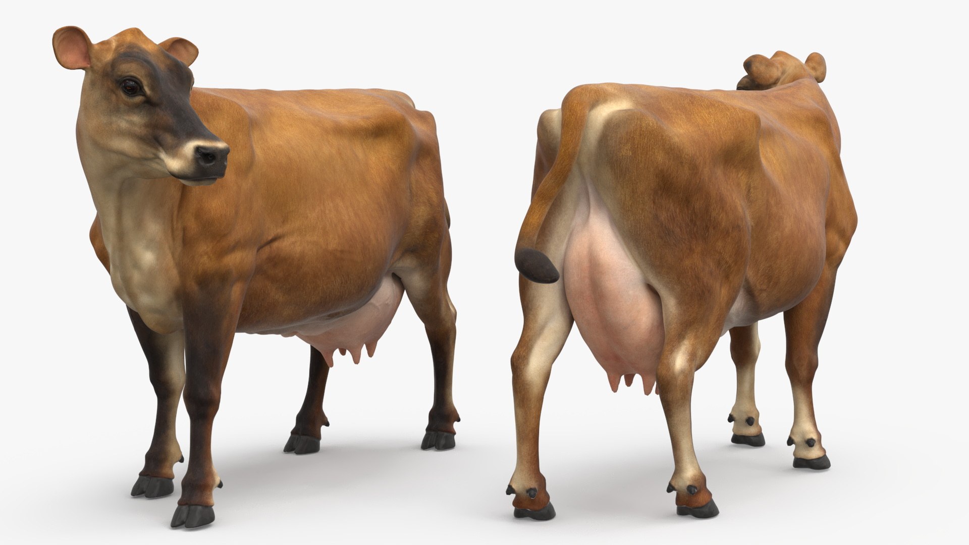 Channel Island Cow Brown model https://p.turbosquid.com/ts-thumb/UT/aety1E/fi/channel_island_cow_brown_009/jpg/1732214487/1920x1080/fit_q87/16f22ea66f92a0b2d58cae23effd6d04cafc6ba2/channel_island_cow_brown_009.jpg