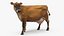 Channel Island Cow Brown