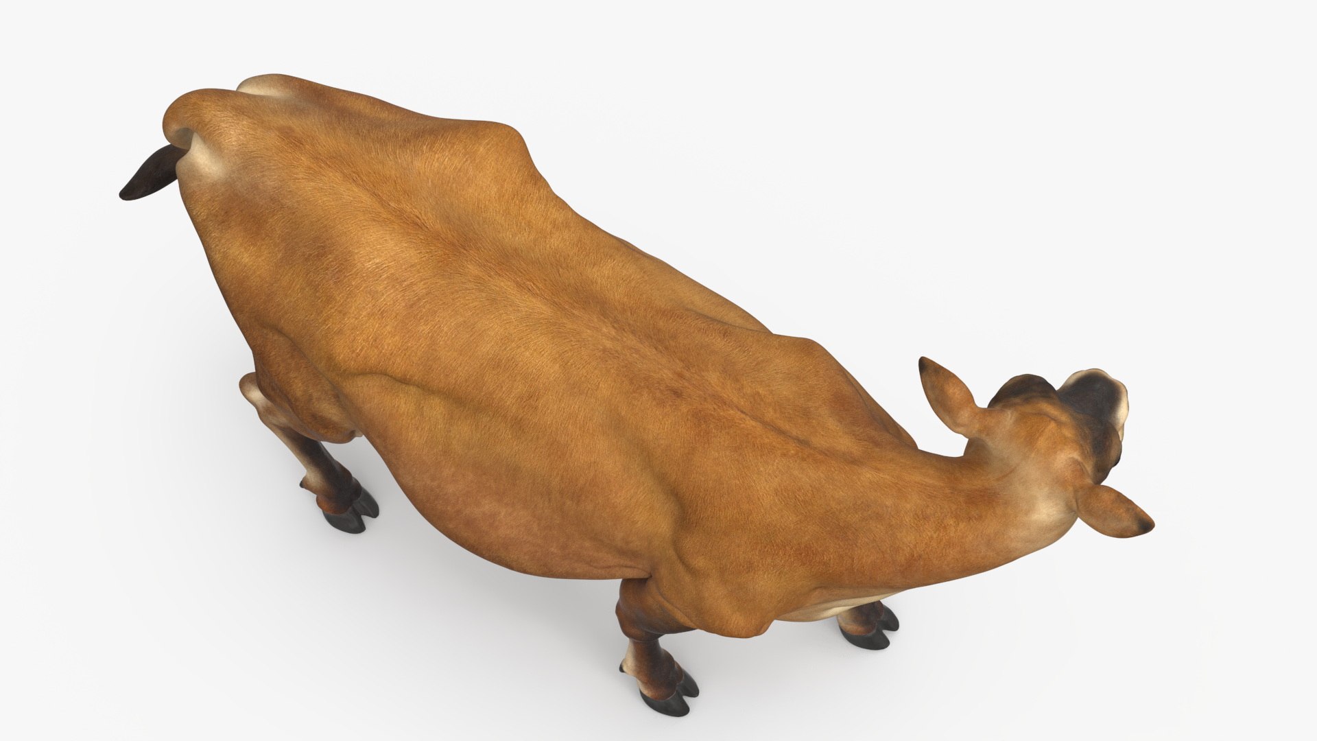 Channel Island Cow Brown model https://p.turbosquid.com/ts-thumb/UT/aety1E/wn/channel_island_cow_brown_010/jpg/1732214491/1920x1080/fit_q87/b4a795cf288da3c45a9a123aeef5f11df86f95bc/channel_island_cow_brown_010.jpg