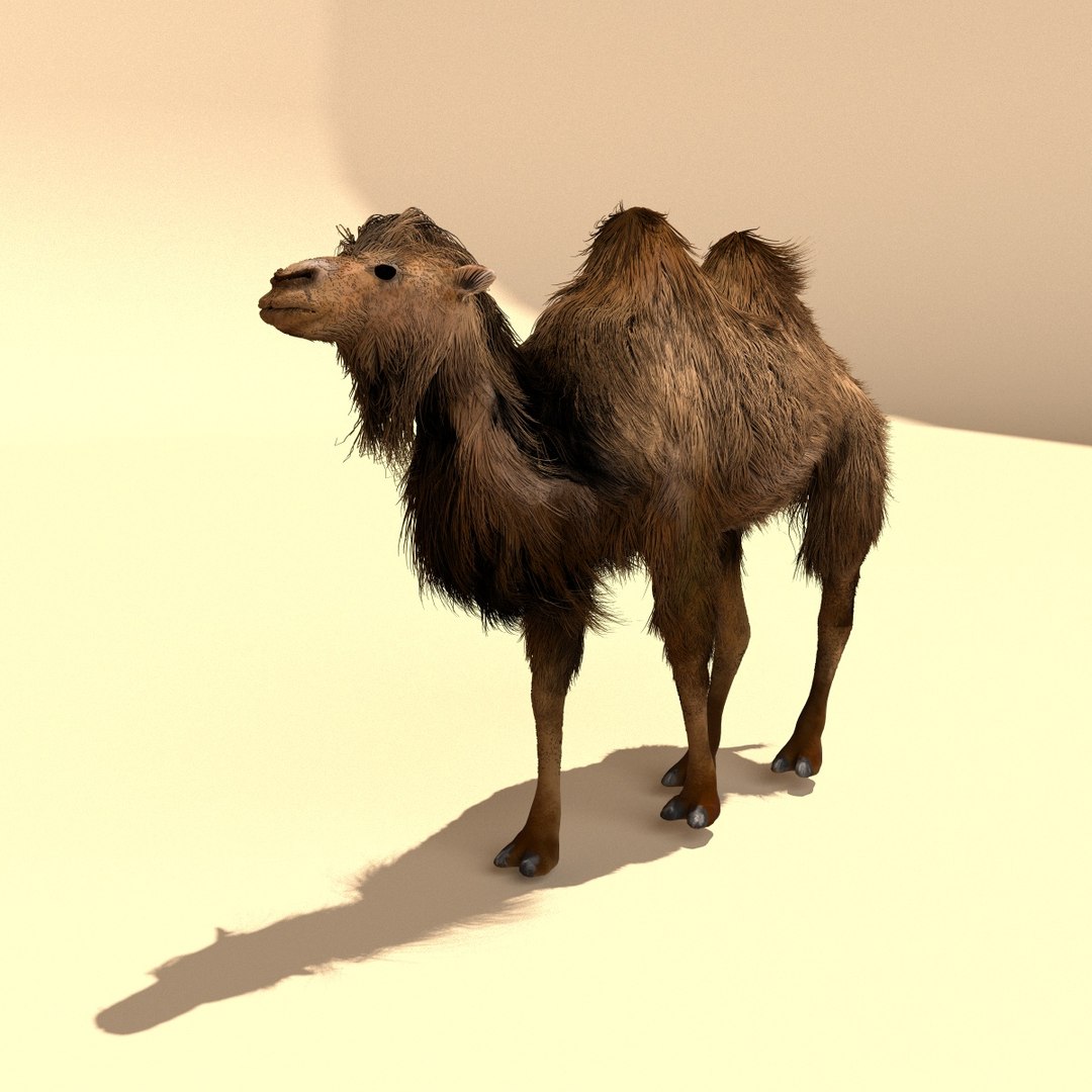 bactrian camels 3d model https://p.turbosquid.com/ts-thumb/UT/fGhaoK/OvJcFcPA/camel4/jpg/1481365737/1920x1080/fit_q87/3824764cc08db13ab6b63a96c2c9cbd0eeec02c0/camel4.jpg