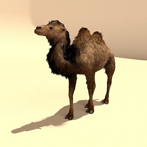 bactrian camels 3d model