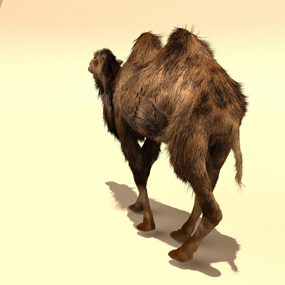 bactrian camels 3d model https://p.turbosquid.com/ts-thumb/UT/fGhaoK/fG6CMQAB/camel5/jpg/1481365737/1920x1080/fit_q87/cebbc368db466cd86b315816d548c994049e777c/camel5.jpg