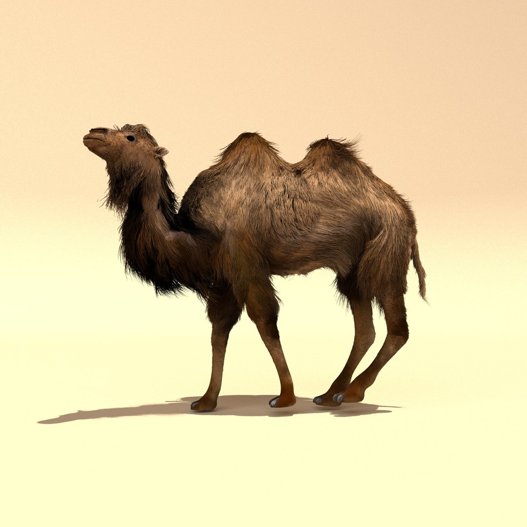 bactrian camels 3d model https://p.turbosquid.com/ts-thumb/UT/fGhaoK/xiKfOCr1/camel3/jpg/1481365737/1920x1080/fit_q87/a0b82ba90b75d66cd0d11a38c32095ca0704fc2e/camel3.jpg