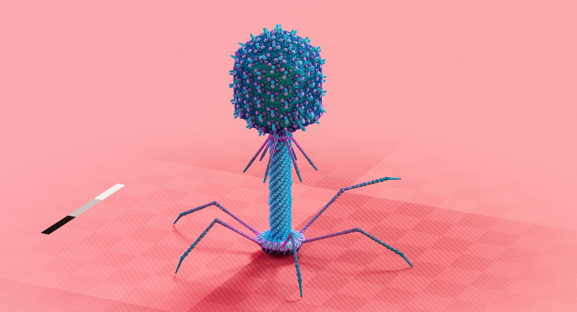 Bacteriophage Structure and Function
