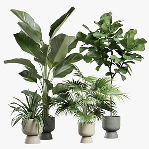 3D Indoor Plants Pack 73 model