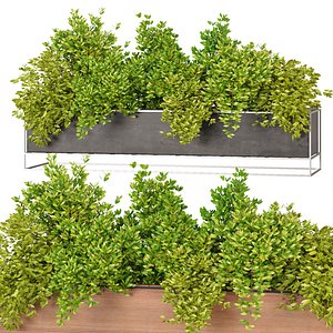 Indoor Hanging Plants - Set 03 3D model