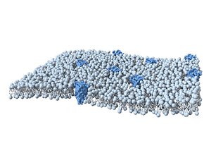 cell membrane 3D model