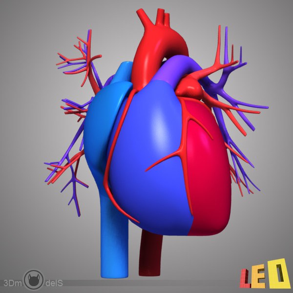 el sistema circulatorio del corazón