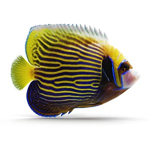 3ds emperor angelfish