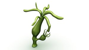 Hydra