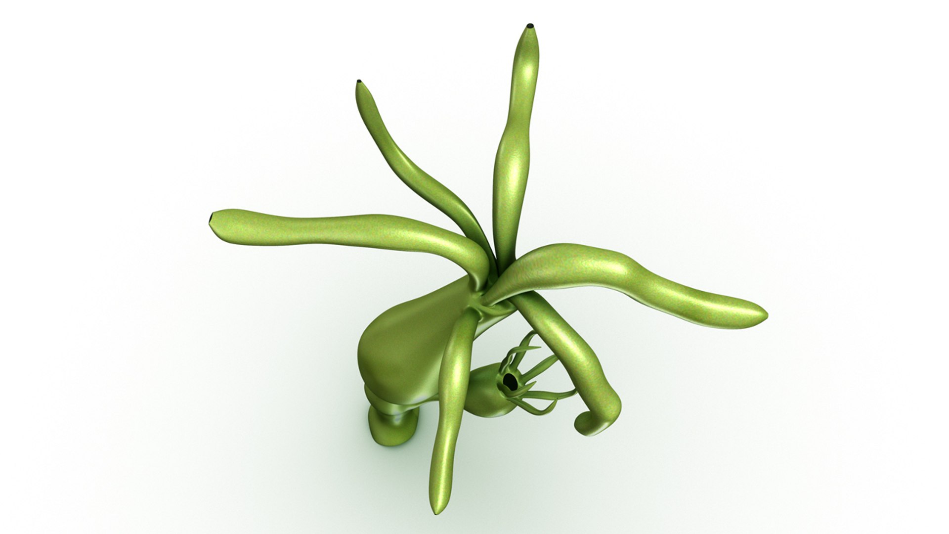 3d model hydra lernaean https://p.turbosquid.com/ts-thumb/UV/7lZWM1/dRvG0IH4/b0415hydra_top.0001/jpg/1479815846/1920x1080/fit_q87/e449203d6575dfa9da39226c6429850e5ca195cc/b0415hydra_top.0001.jpg