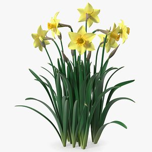 Daffodils Growing 3D model