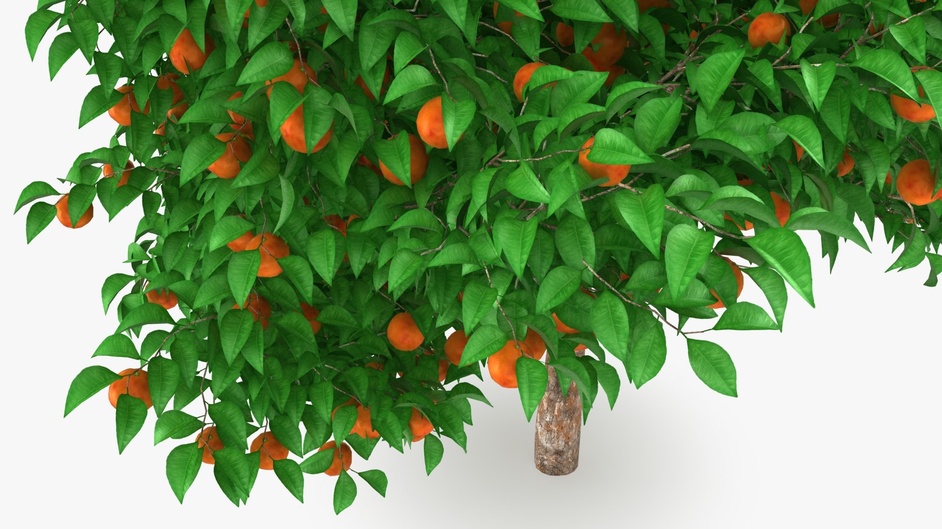 Blood Orange Tree Model TurboSquid 1978895