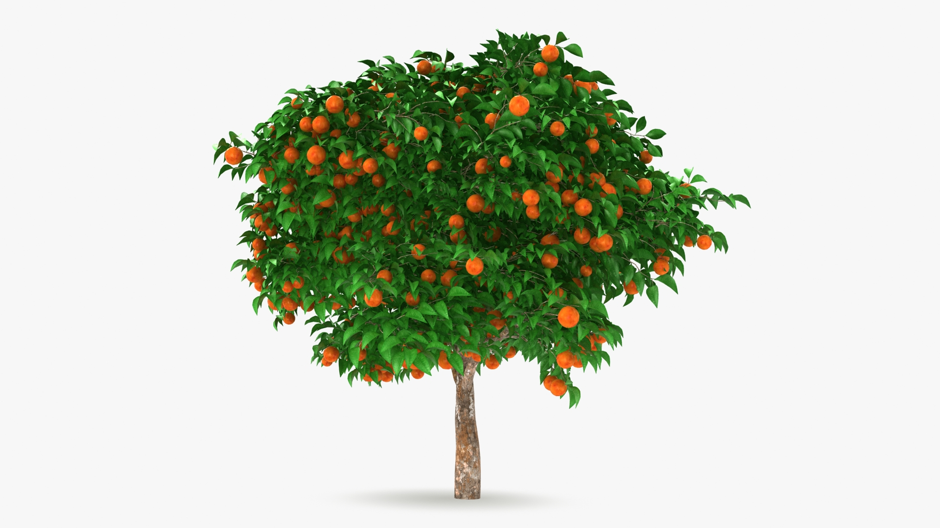 Blood Orange Tree model TurboSquid 1978895