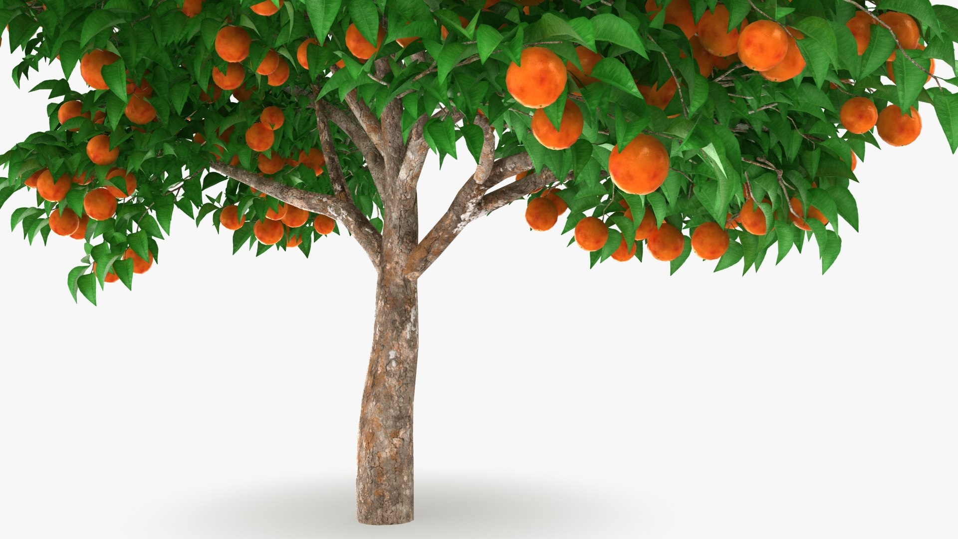 Blood Orange Tree Model TurboSquid 1978895