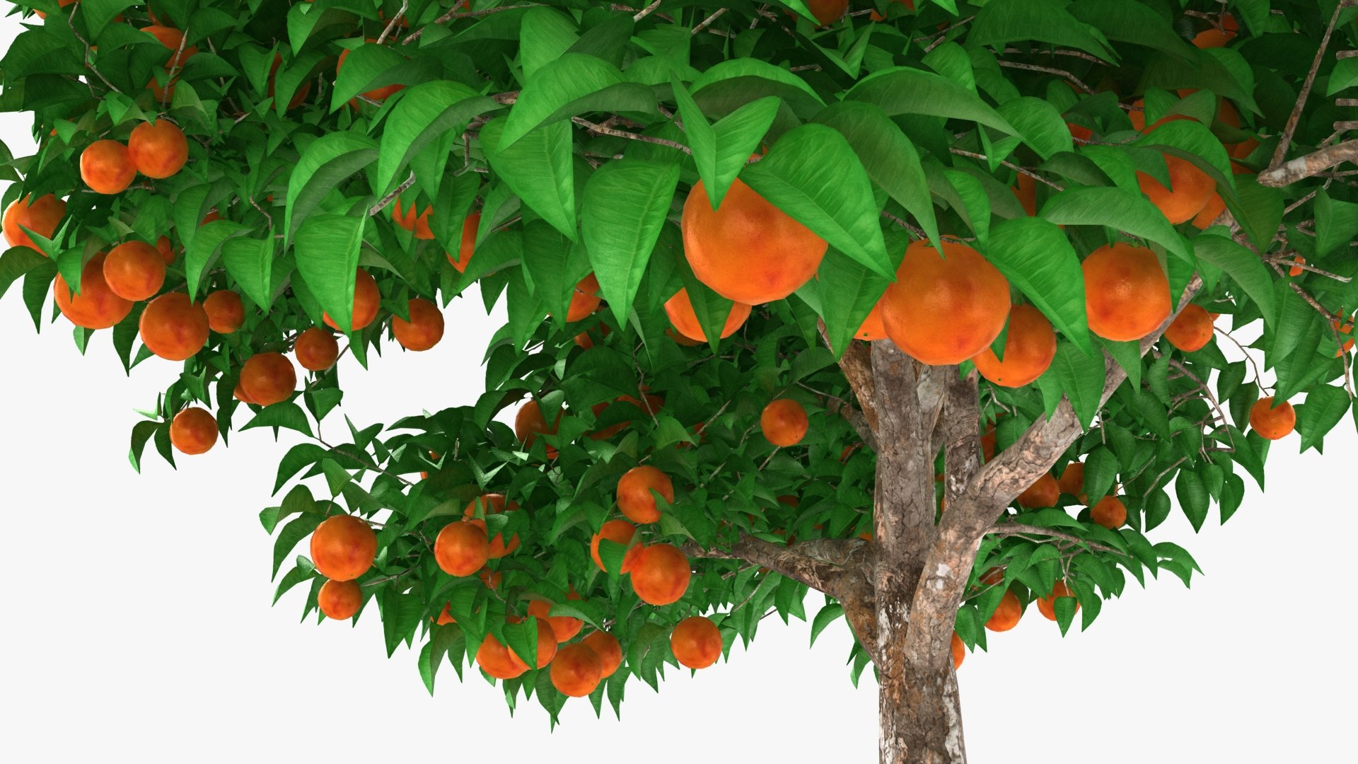 Blood Orange Tree Model TurboSquid 1978895