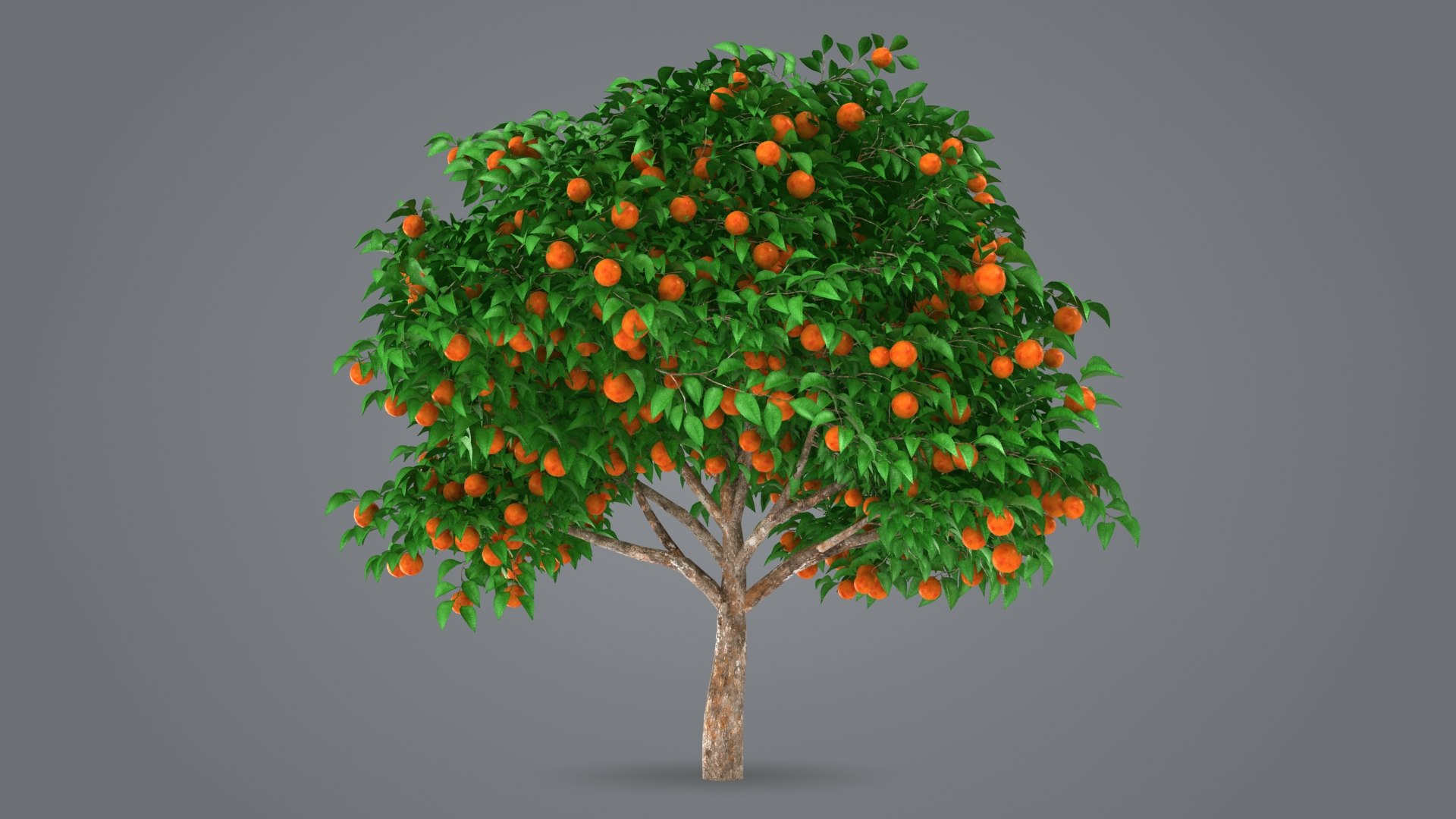 Blood Orange Tree model TurboSquid 1978895