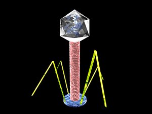 Eukaryotic Virus