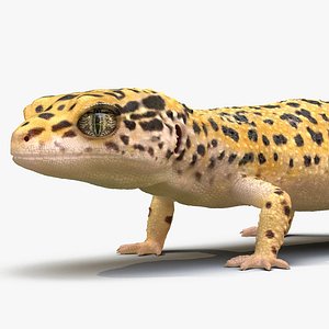 3D leopard gecko rigged