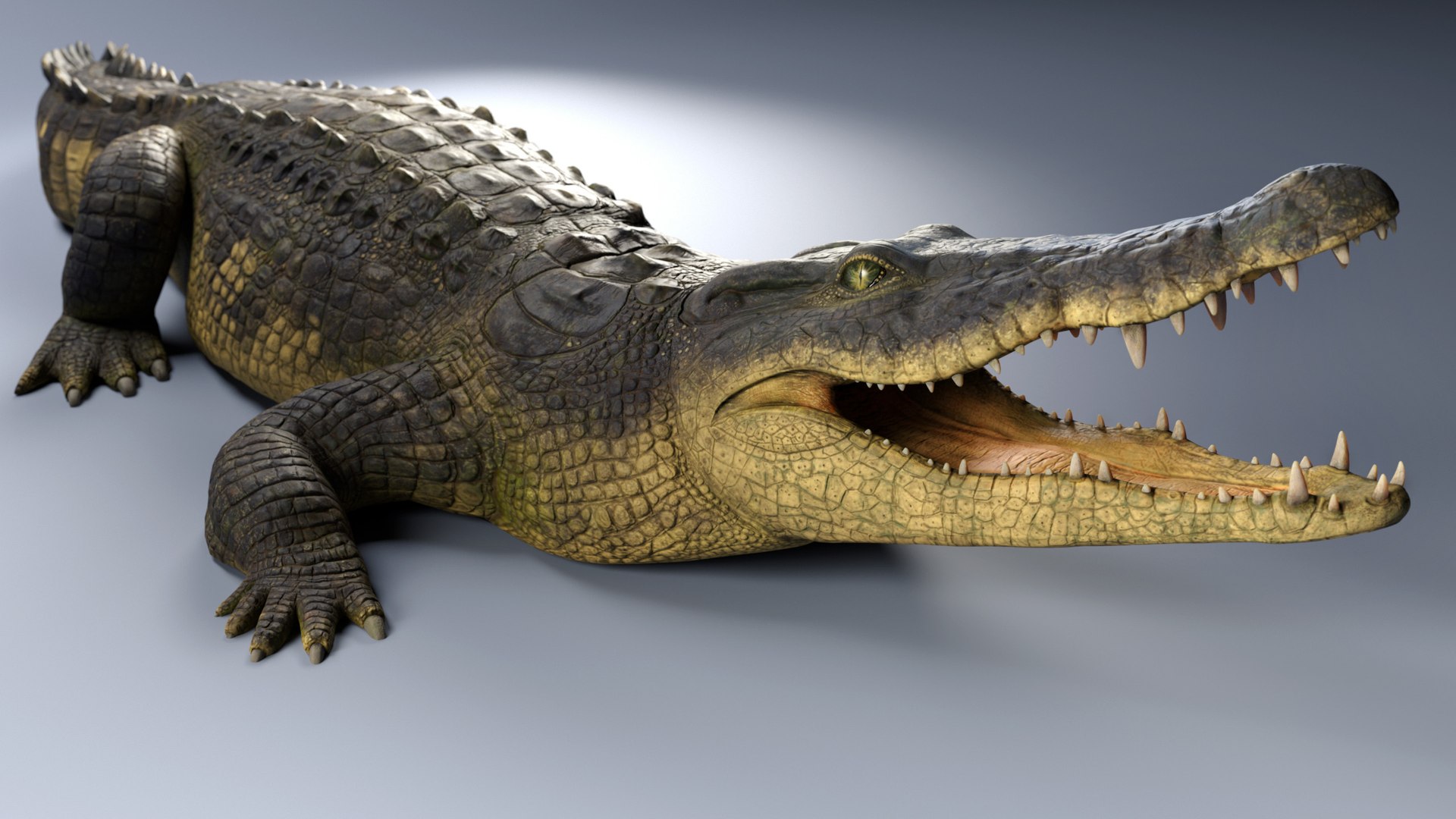 Crocodile rig animations 3D model - TurboSquid 1642779
