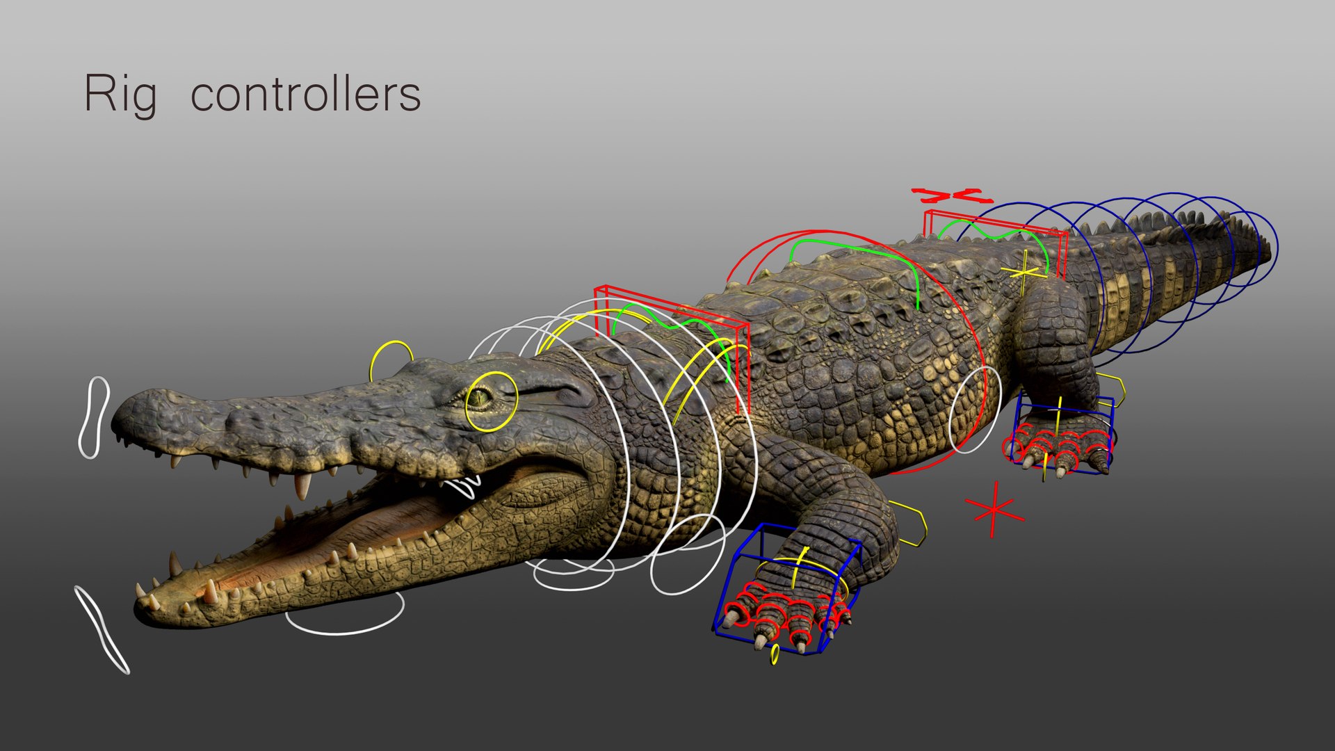 Crocodile Rig Animations 3D Model - TurboSquid 1642779