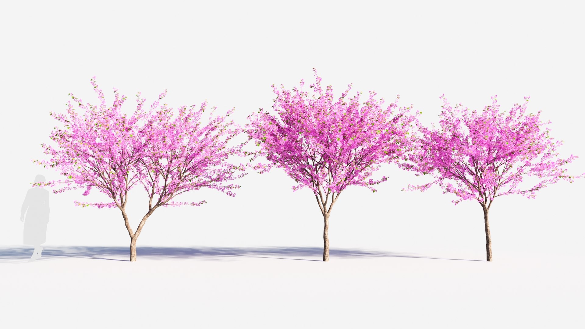 3D Cercis Chinensis B - TurboSquid 2119115